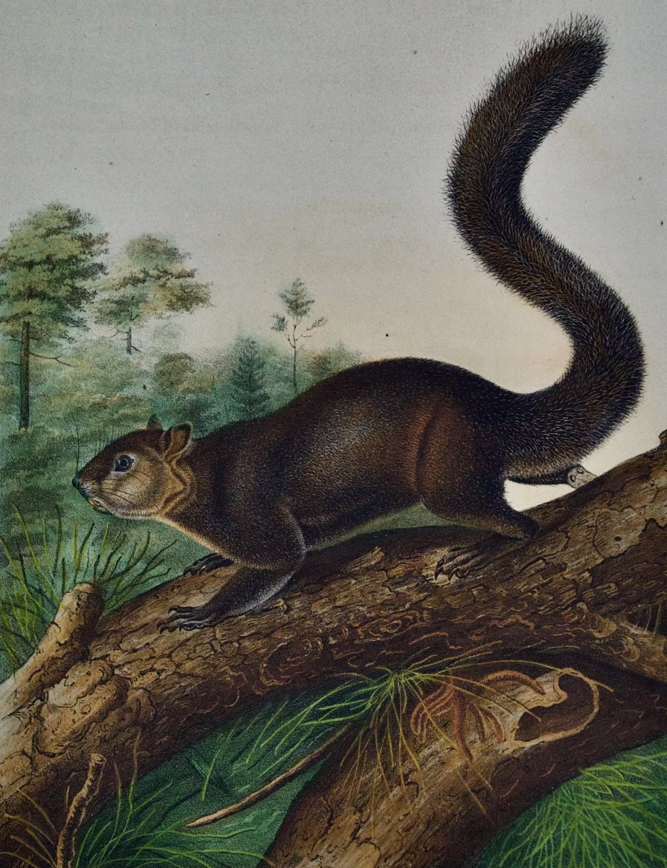 2099B Audubon, Dusky Squirrel.jpeg