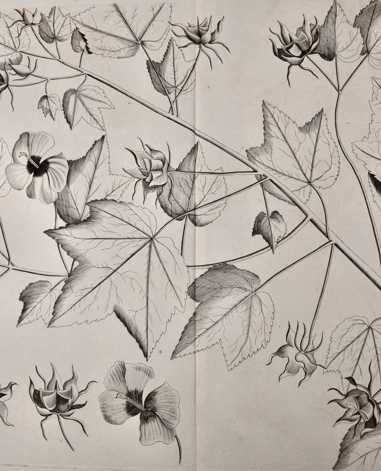 4761B Rheede, Katu-Belluren, Pl. 46 from Hortus Indicus Malabaricus.jpeg