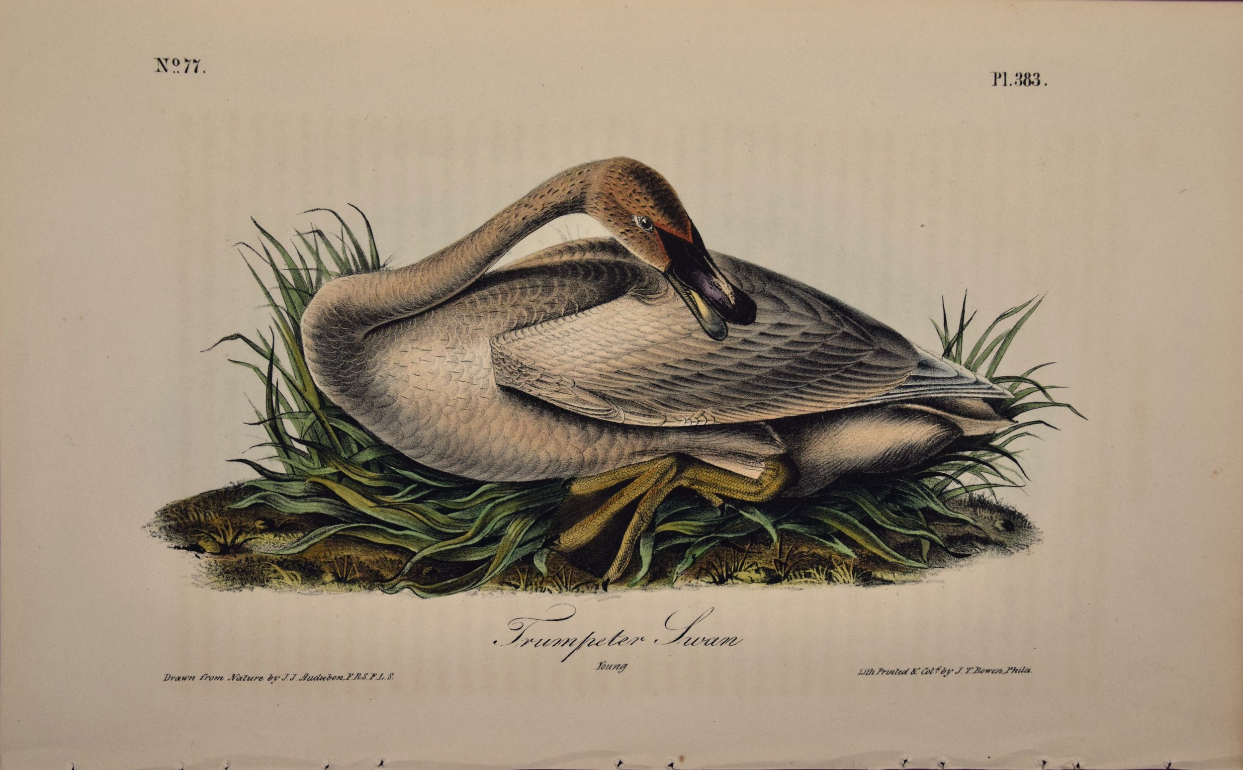 4453 Audubon, Trumpeter Swan, Pl. 383.jpeg