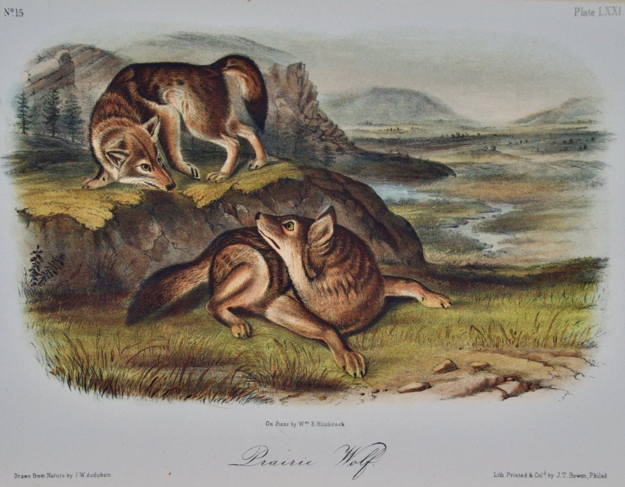 2076A Audubon, Prairie Wolf.jpeg