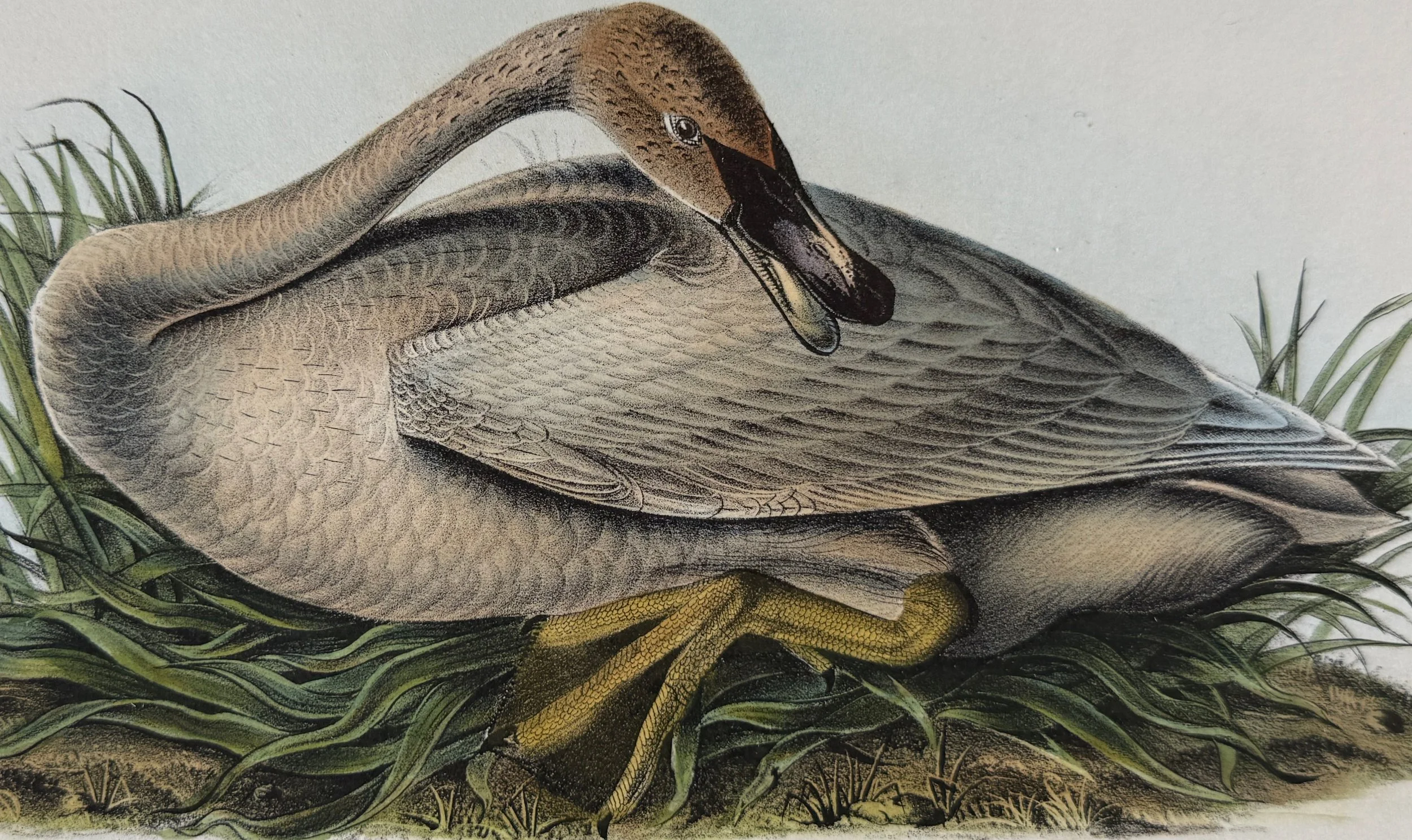 5564B Audubon, Trumpeter Swan, Young, No. 77, Pl. 383.jpeg