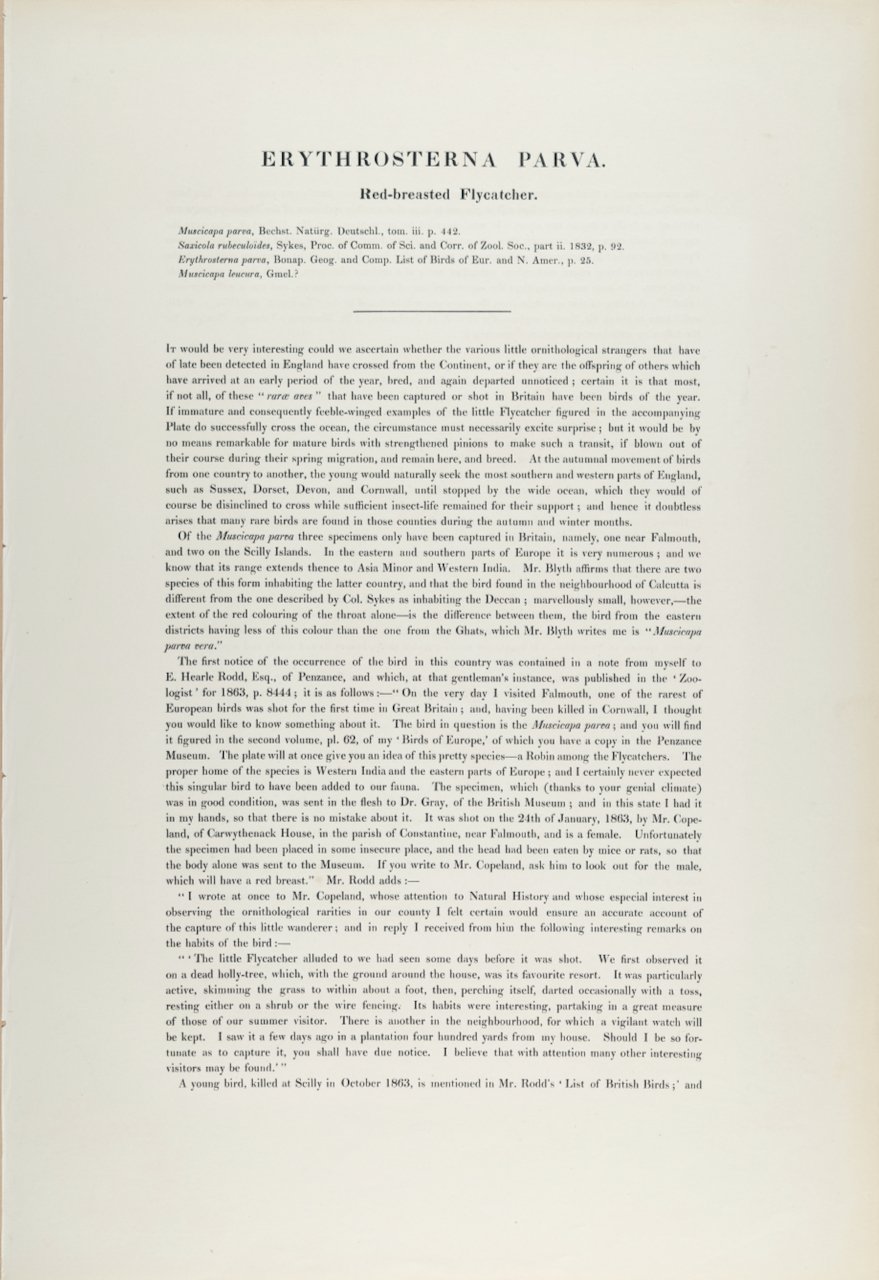 5171D Gould, erythrosterna Parva.jpeg