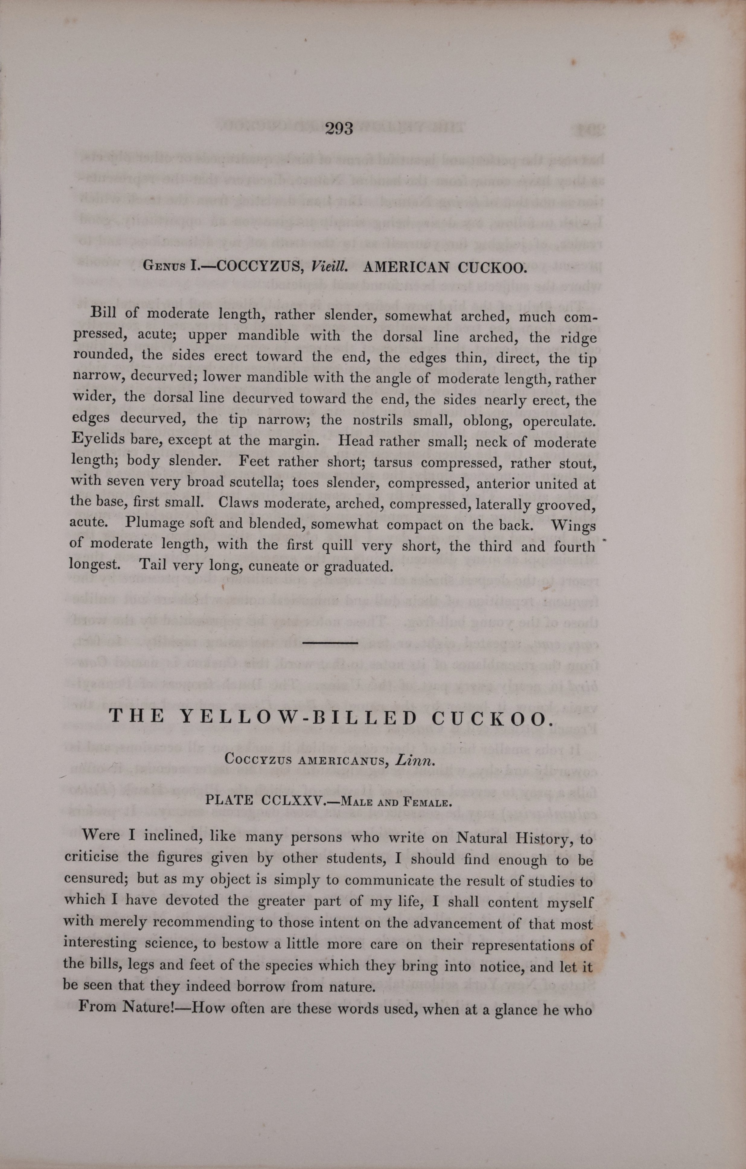 5014D Audubon, Yellow-billed Cuckoo, 1. Male, 2, Female, Papaw Tree.jpeg