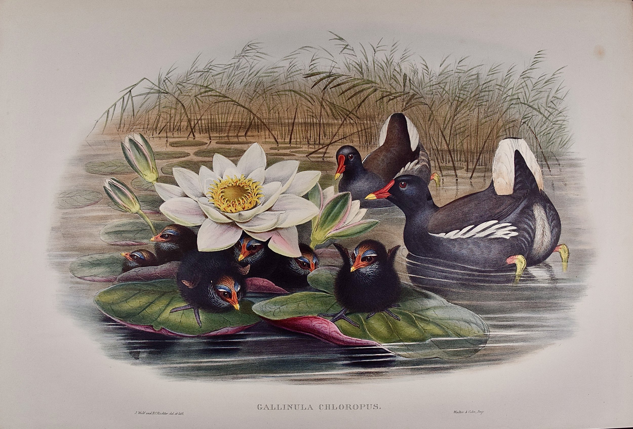 5038 Gould, Gallinula Chloropus (Moorhen).jpeg