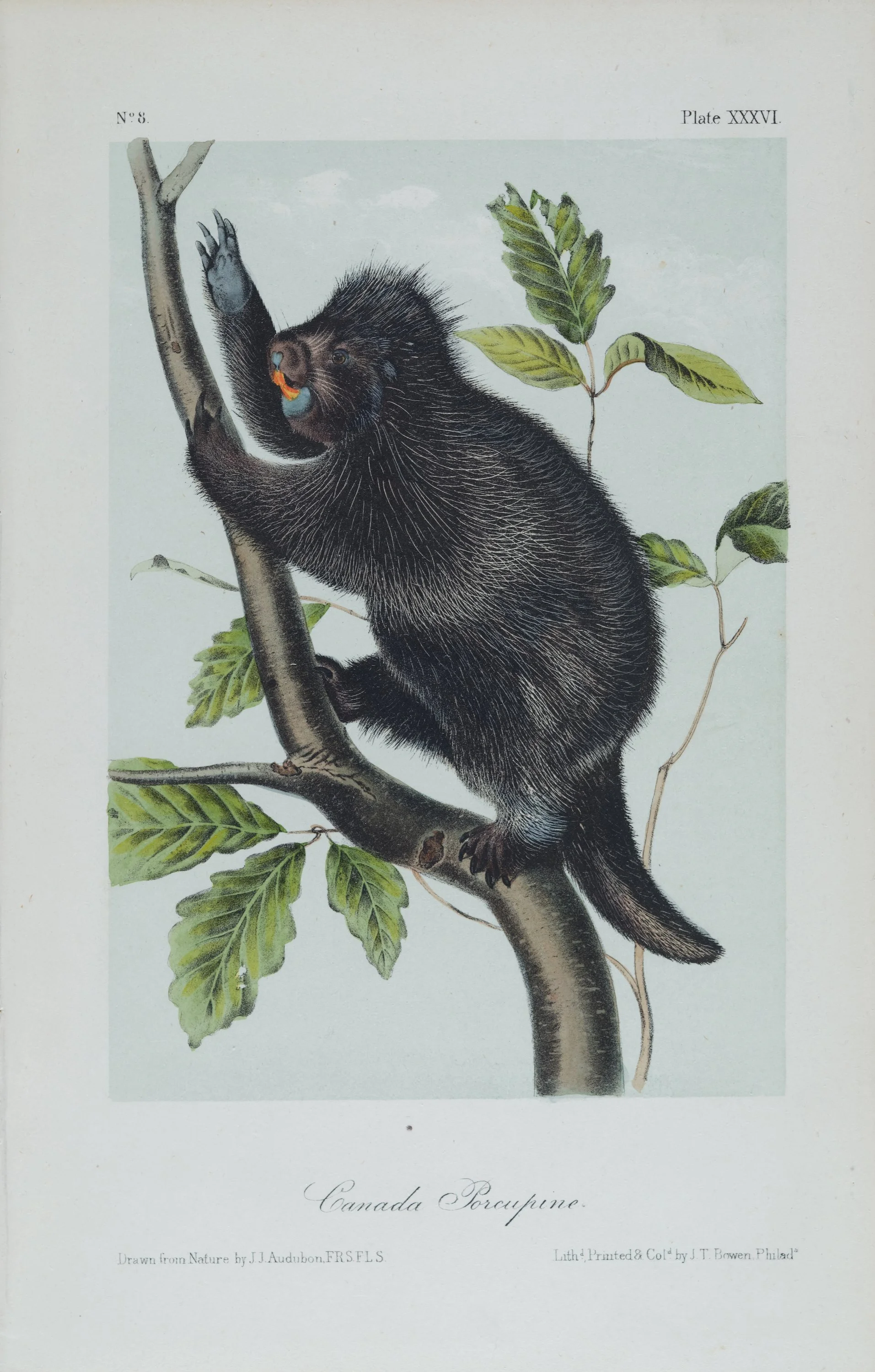 4876 Audubon, Canada Porcupine.jpeg