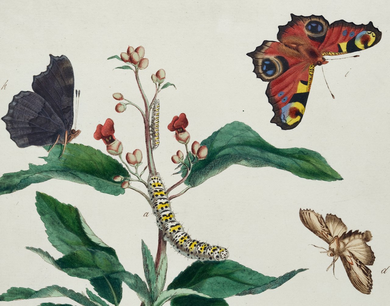 4879B Harris, Water Betony Moth, Peacock Butterfly, Pl. 8.jpeg