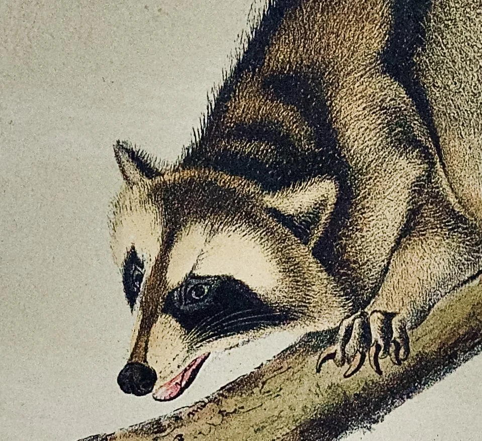 1829D Audubon, Raccoon, No. 13, Plate LXI, 61.jpeg