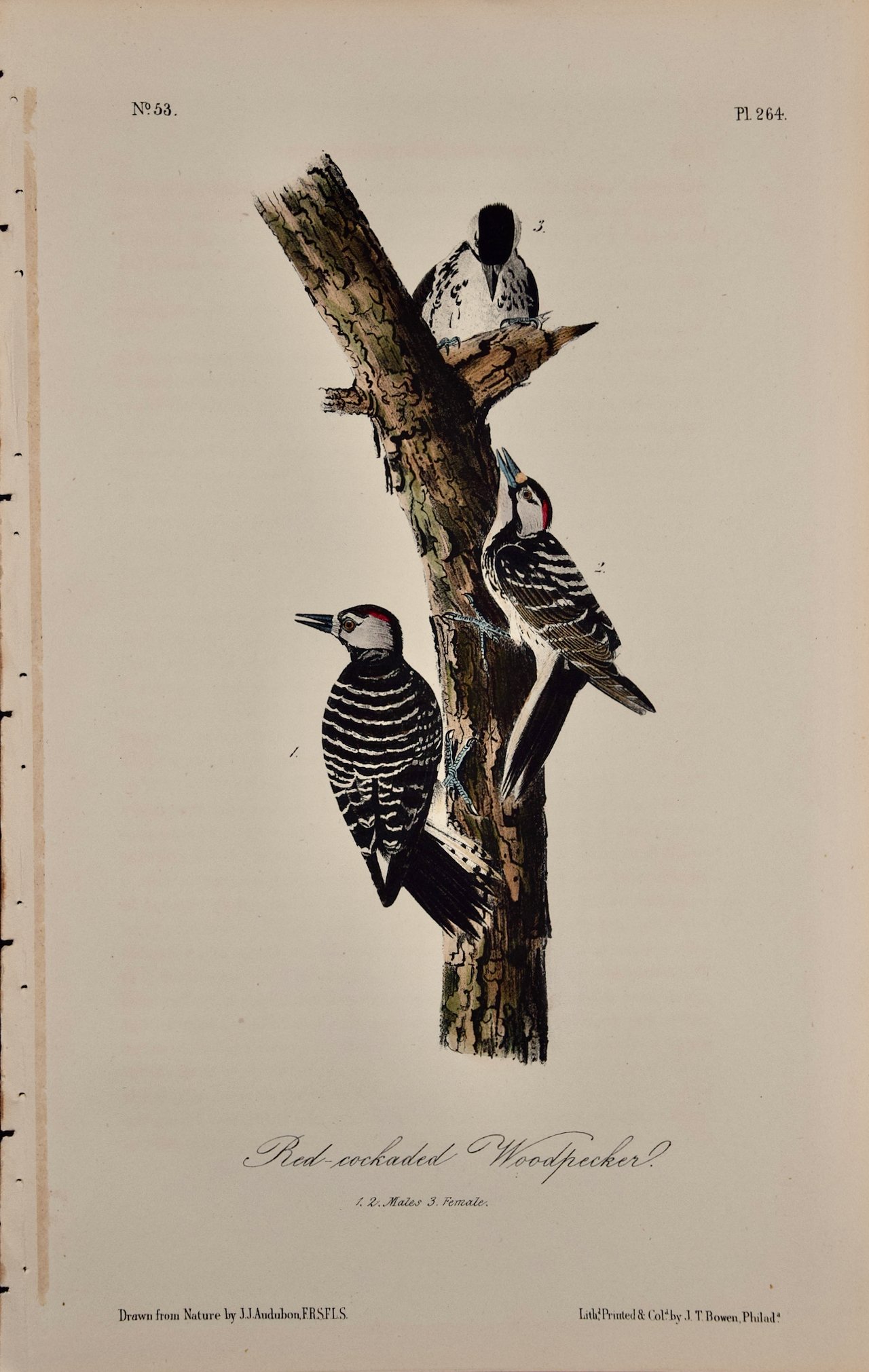 4934 Audubon, Red-cockaded Woodpecker, No. 53, Pl. 264.jpeg