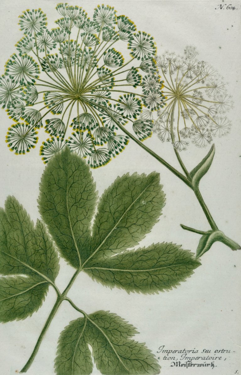 4869A Weinmann, Imperatoria seu ostrution Imperatoire Meisterwirk, Pl. 604.jpeg