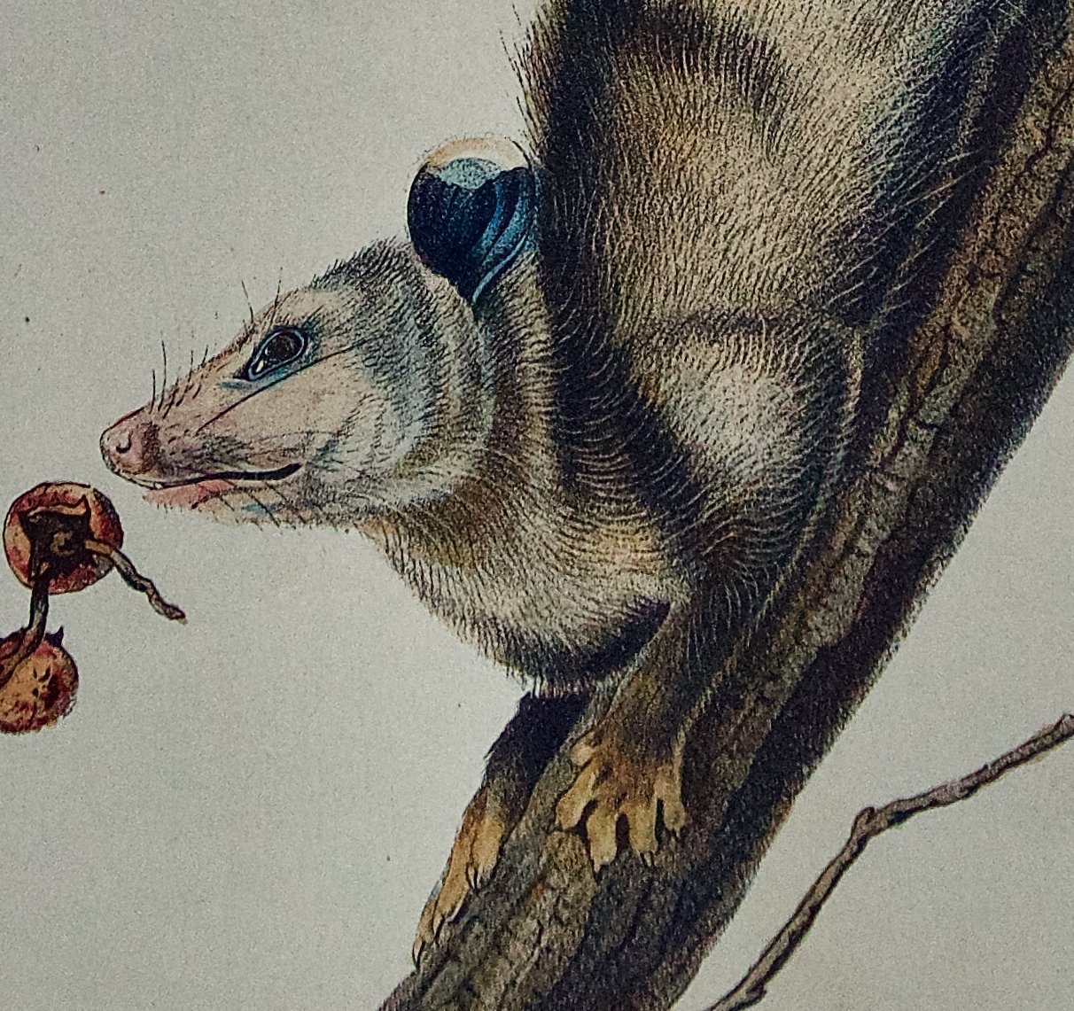 1837D Audubon, Virginian Opossum, No. 14, Plate LXVI, 66.jpeg