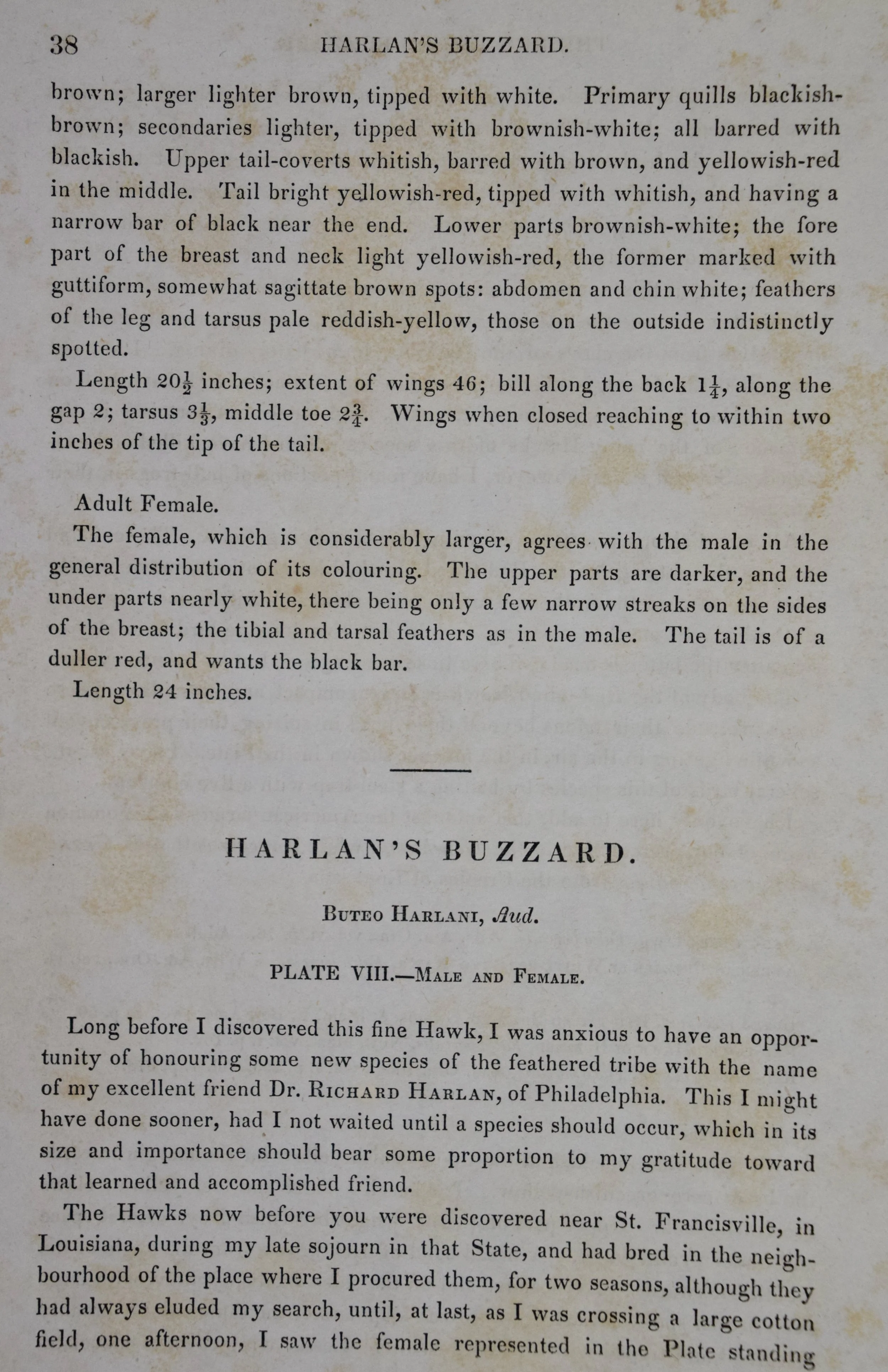 2609E Audubon, Harlan's Buzzard, No. 8.jpeg