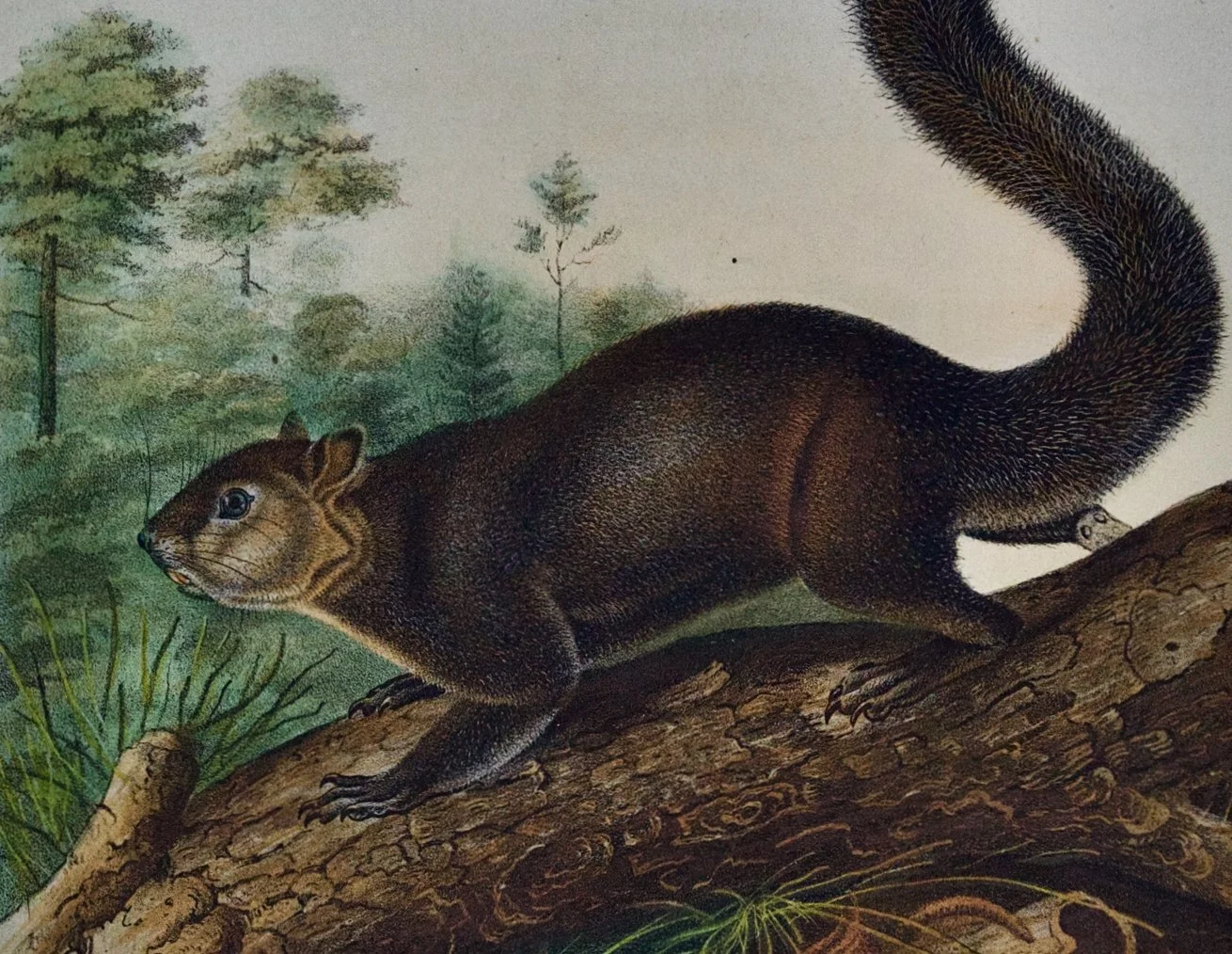 2099C Audubon, Dusky Squirrel.jpeg