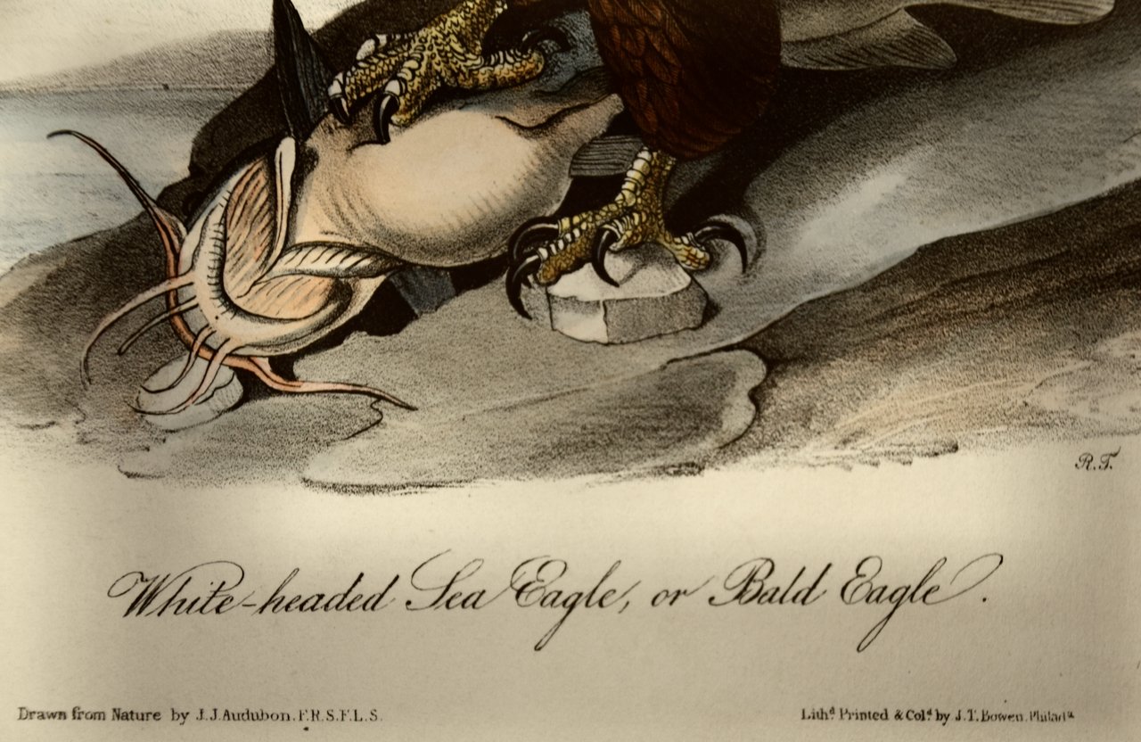 2274B Audubon, White-headed Sea Eagle (Bald Eagle).jpeg