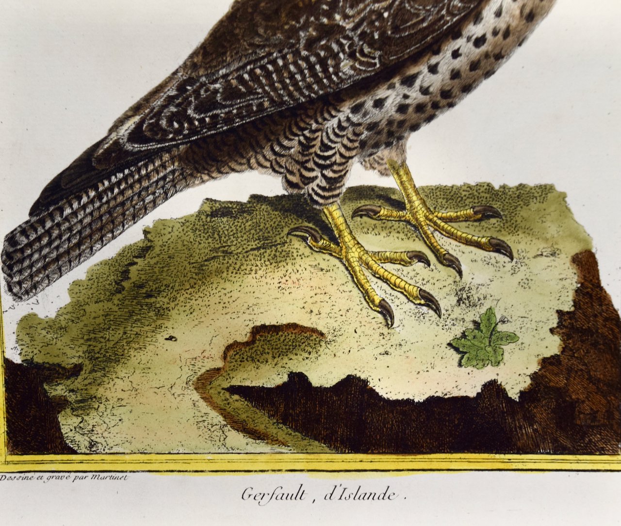 4649D Martinet, Gerfault d''Islande (Icelandic Ger Falcon), Pl. 210.jpeg