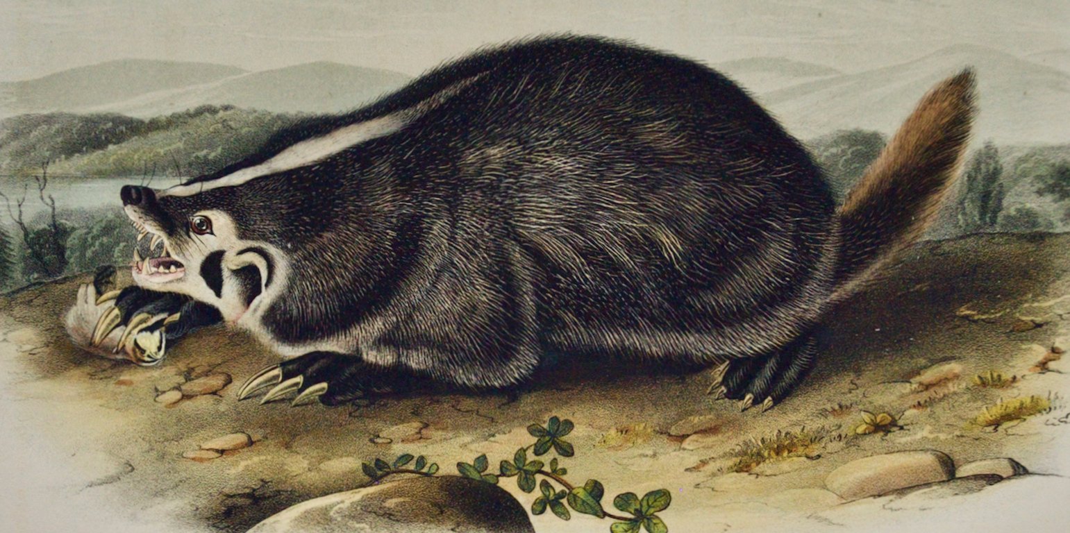 2108B Audubon, American Badger.jpeg