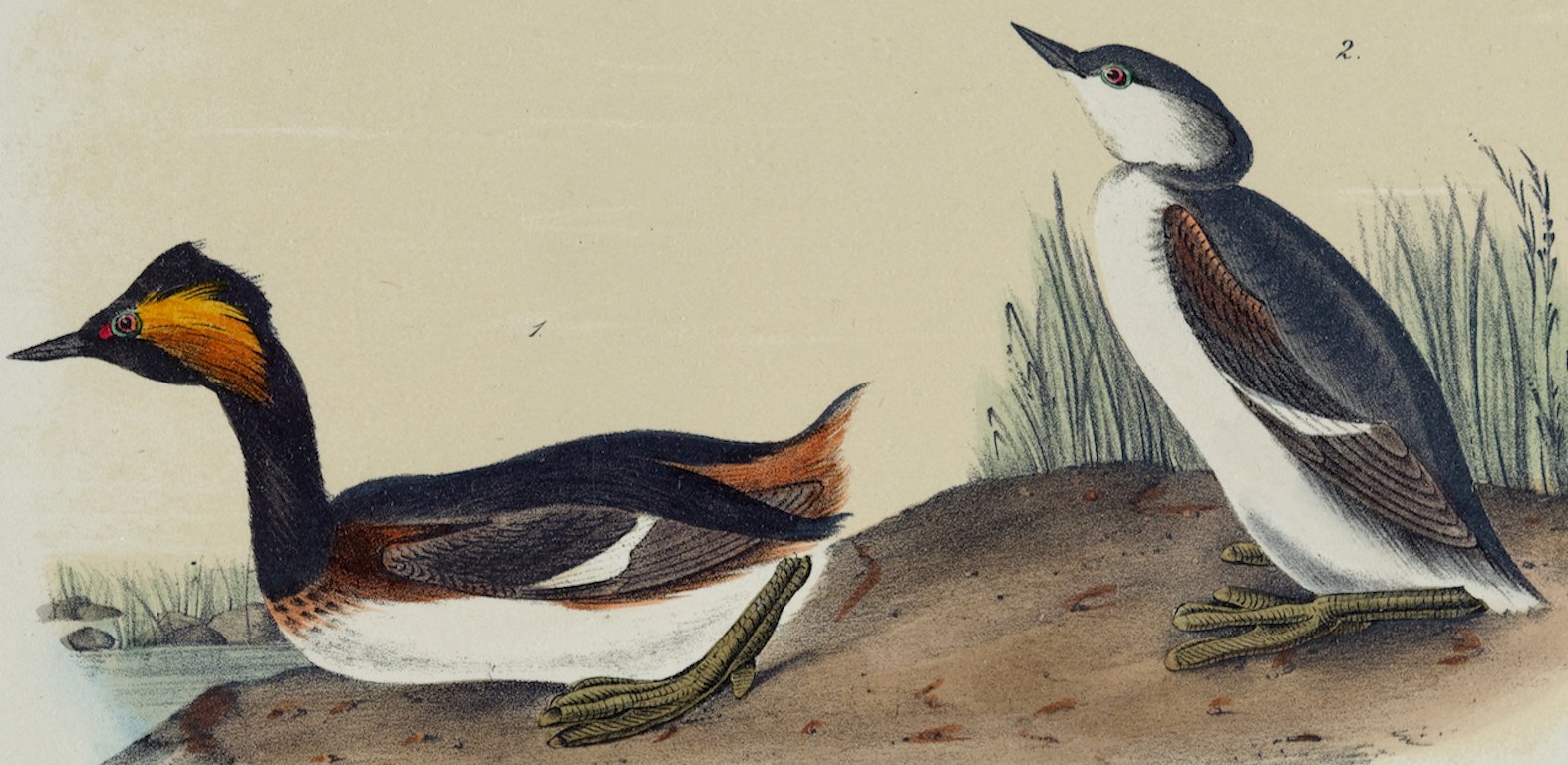 4338B Audubon, Eared Grebe.jpeg