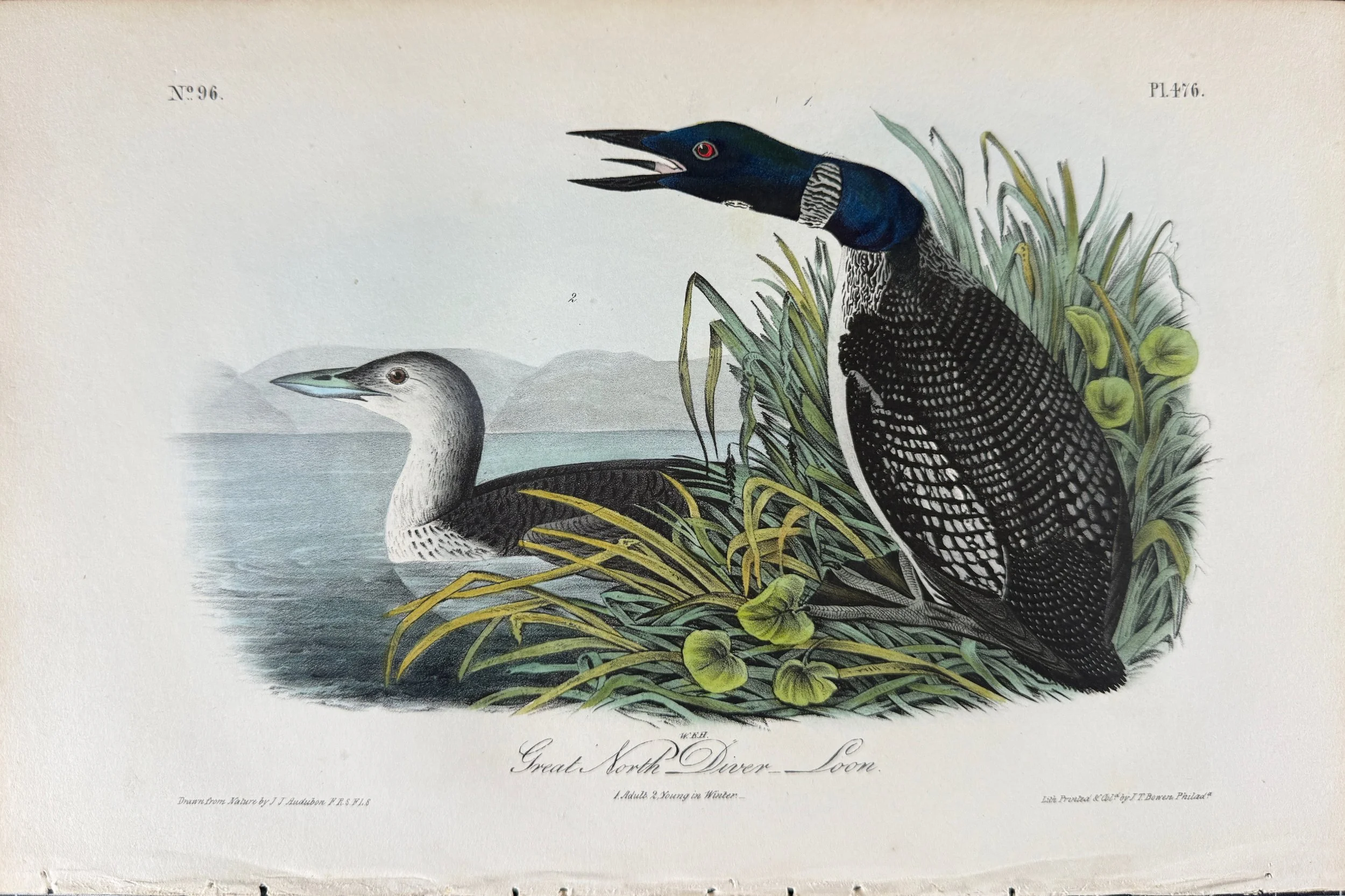2671 Audubon, Great North Diver Loon (1. Adult. 2. Young in Winter), No.96, Pl. 476.jpeg
