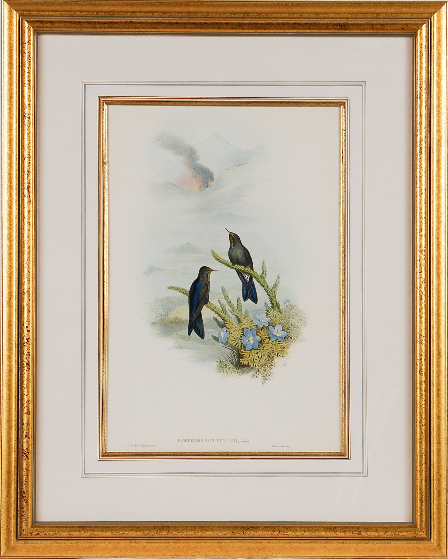 5226 Gould Raphofnicrm vulcani (Southern Thorn-Bill Hummingbirds) Pl. 186.jpeg