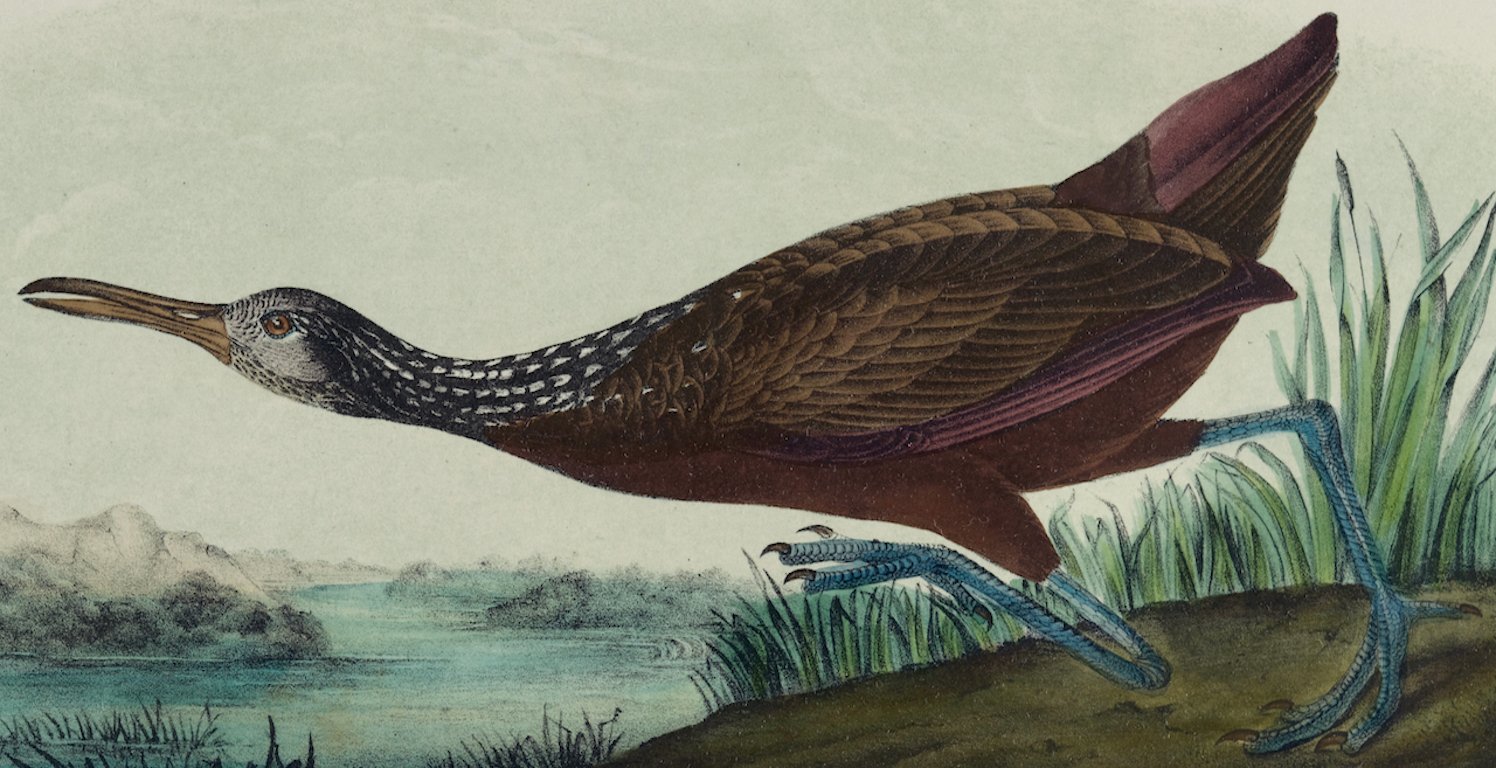 4380B Audubon, Scolopaceous Courlan.jpeg