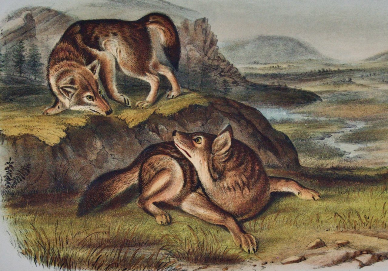 2076B Audubon, Prairie Wolf.jpeg