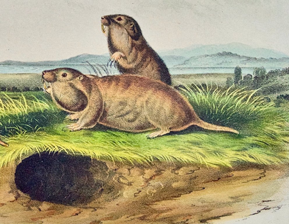 2068C Audubon, The Camas Rat (Gopher).jpeg
