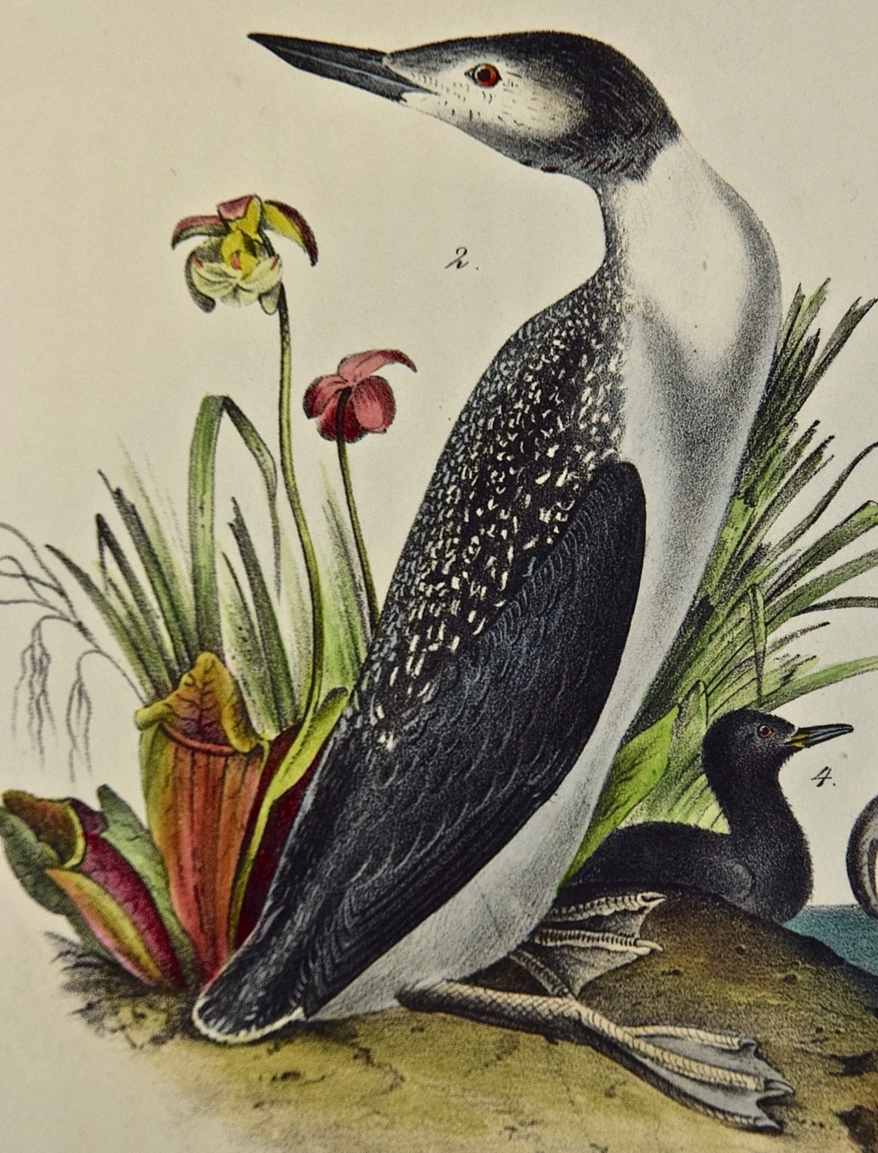 4451C Audubon, Red-throated Diver.jpg
