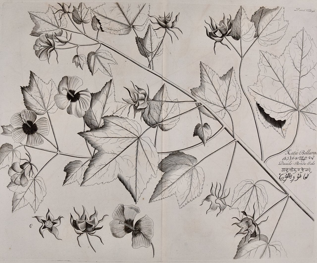 4761A Rheede, Katu-Belluren, Pl. 46 from Hortus Indicus Malabaricus.jpeg