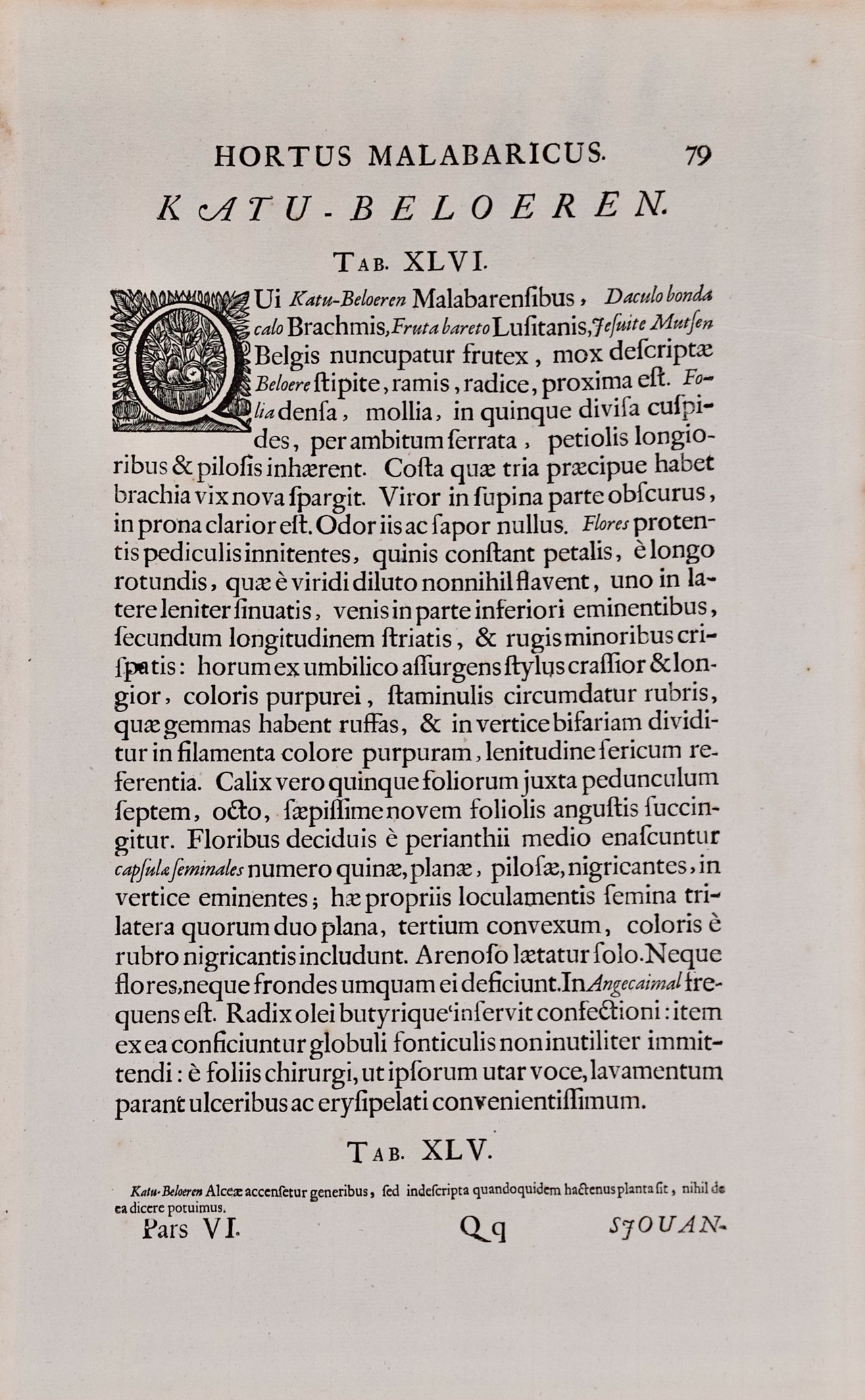 4761G Rheede, Katu-Belluren, Pl. 46 from Hortus Indicus Malabaricus.jpeg