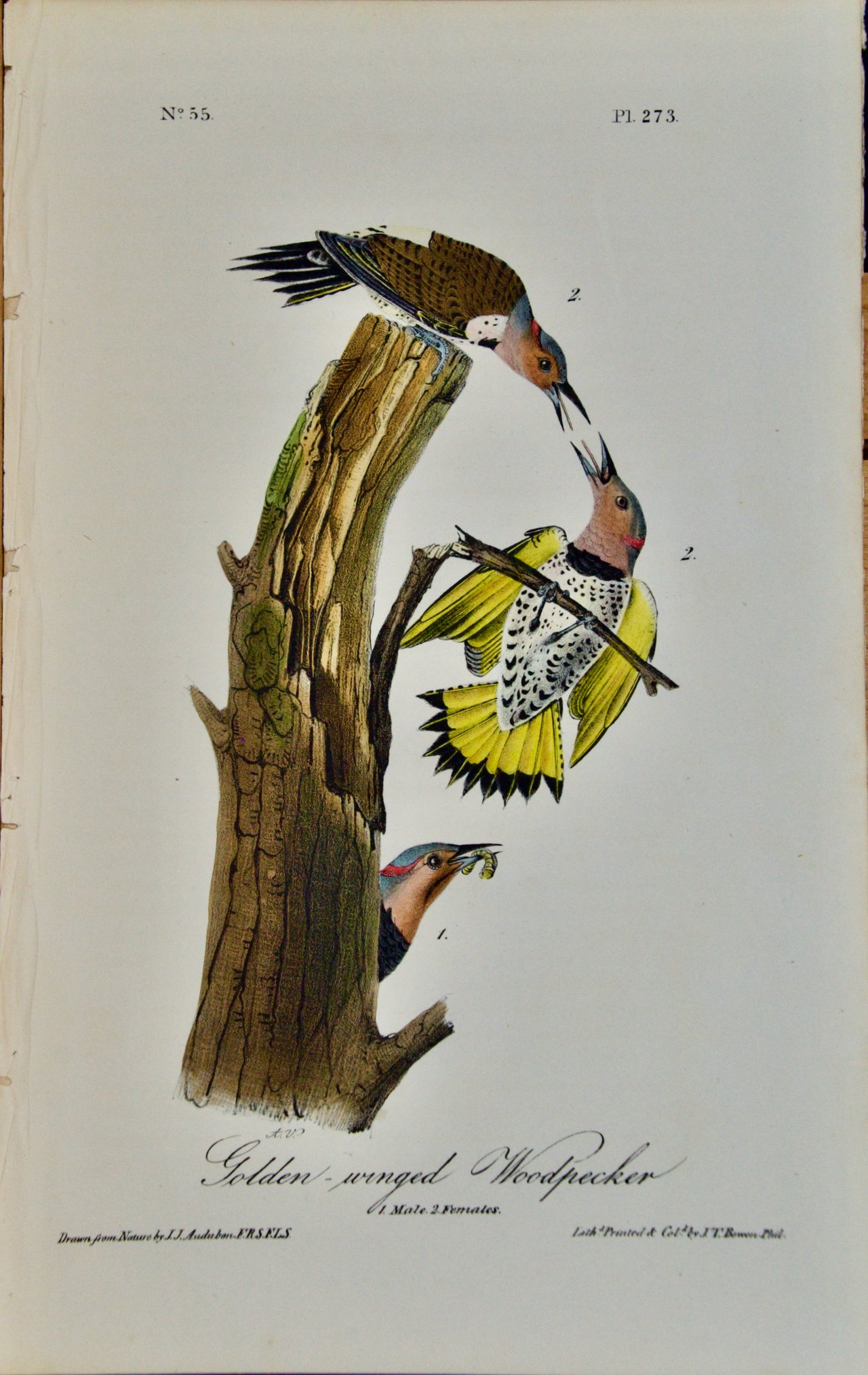 2613 Audubon, Golden-winged Woodpecker.jpeg