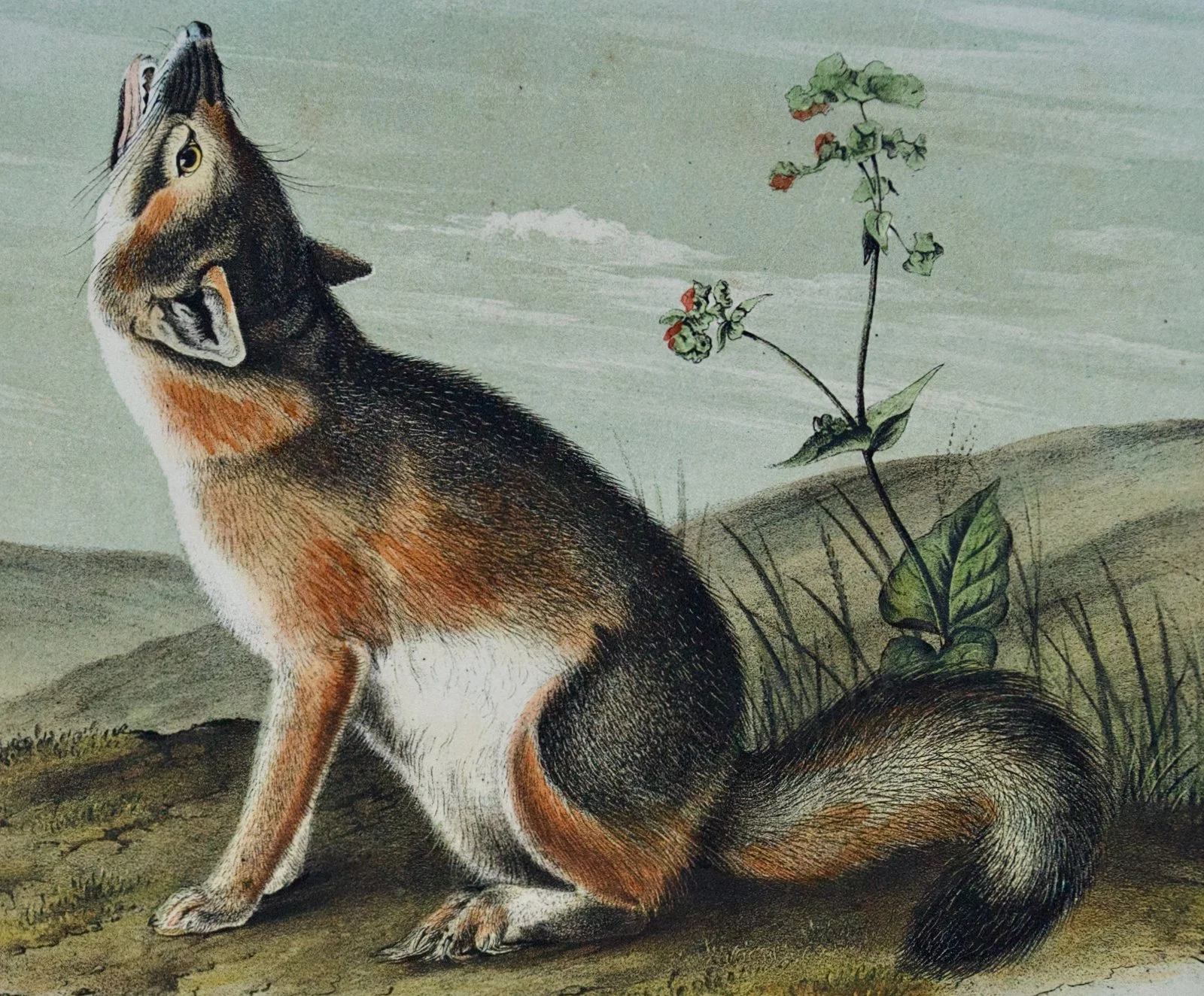 2203B Audubon, Swift Fox.jpeg