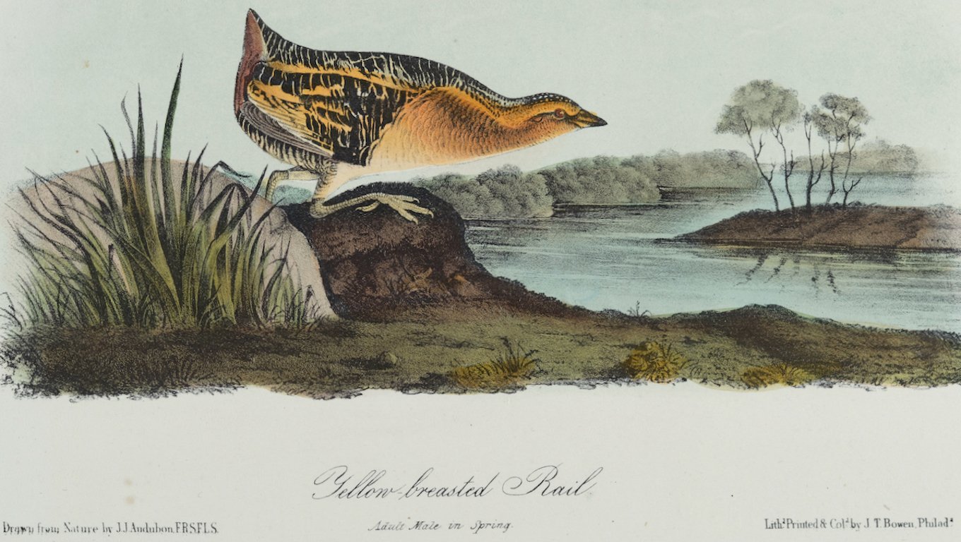 4376C Audubon, Yellow-breasted Rail.jpeg