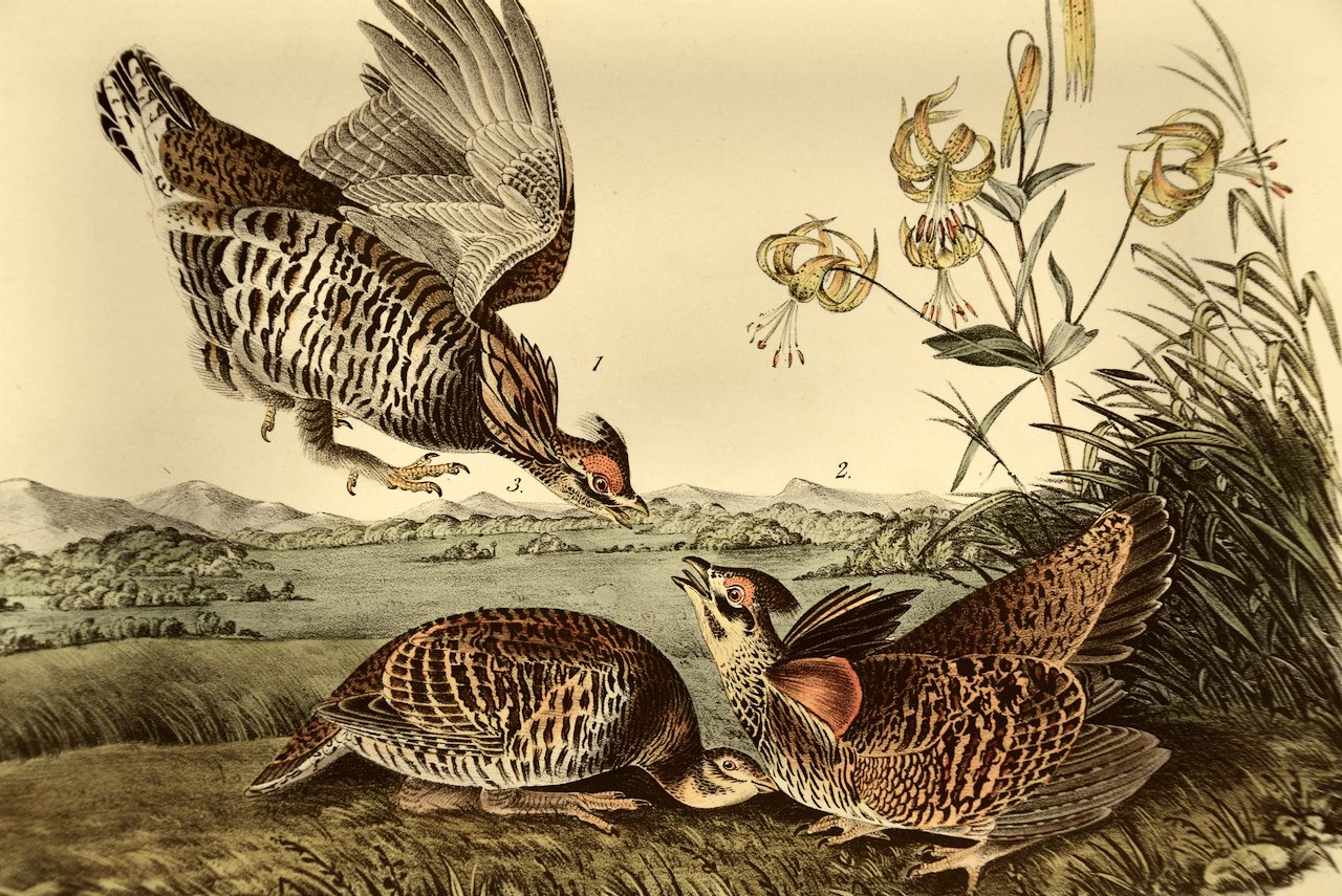 2703A Audubon, Pinnated Grouse, No. 60, Pl. 296.jpeg