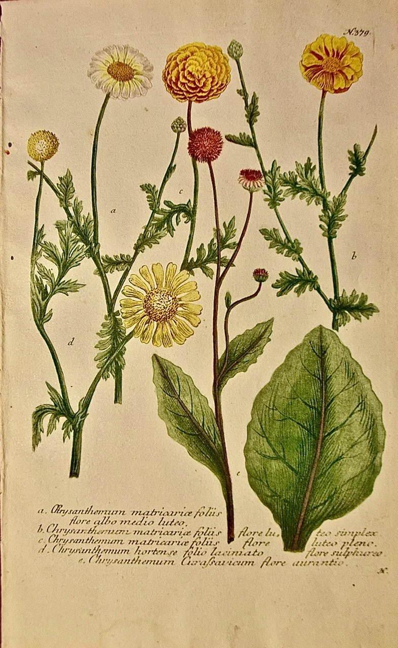 4504 Weinmann, A. Chrysanthemum Matricarice Folus Flore Albo Medio Luteo, B. Chrysanthemum Matricarice Folus Flore zLuteo Simplex, Pl. 379 (1).jpeg