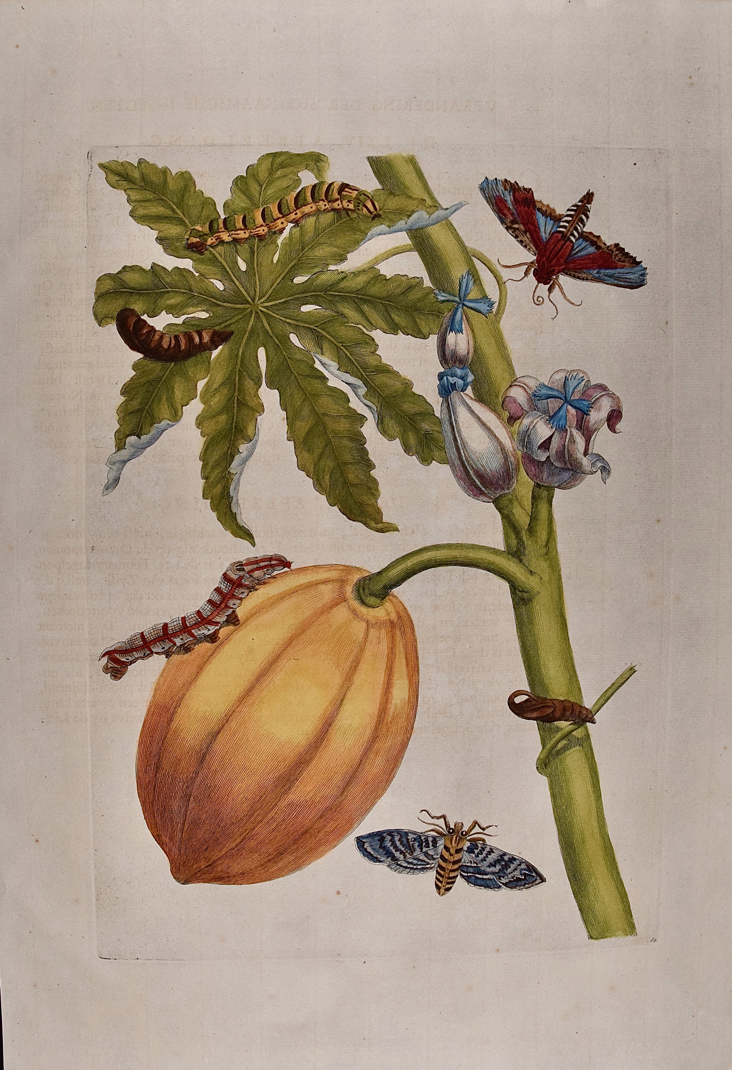 5036 Merian, Papaya & Moth Metamorphosis, Pl. 64.jpeg