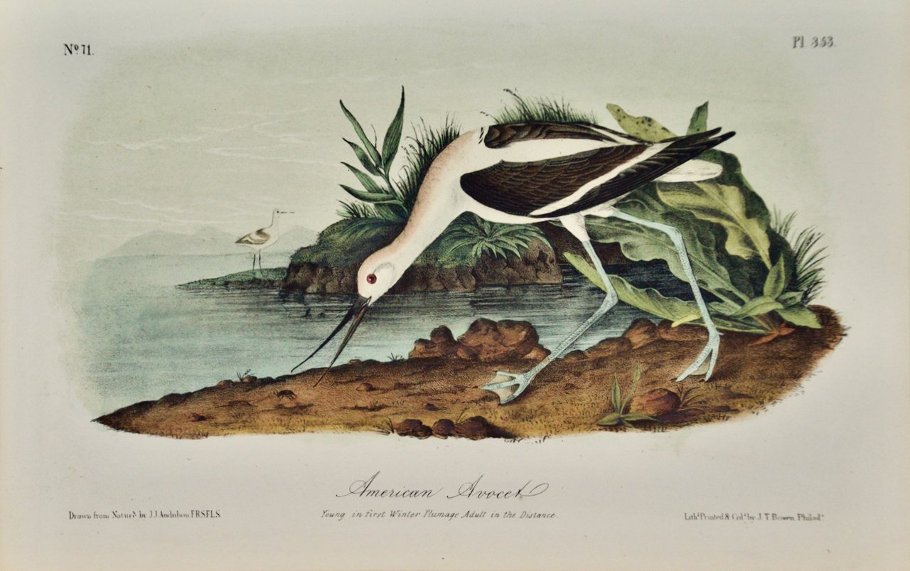 2195 Audubon, American Avocet.jpeg