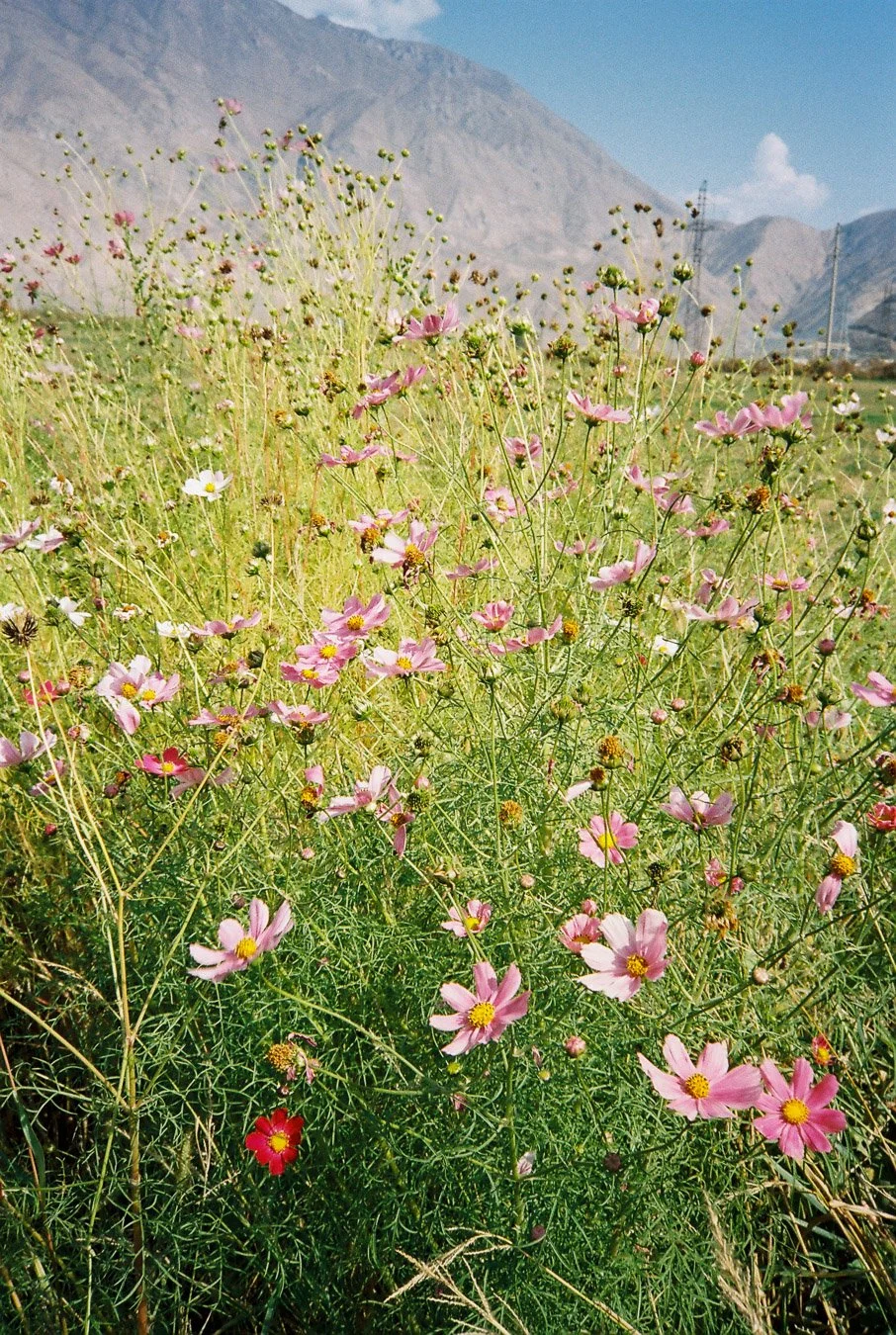 ▴ Vibrant Kyrgyz Wildflowers (ProImage 100)