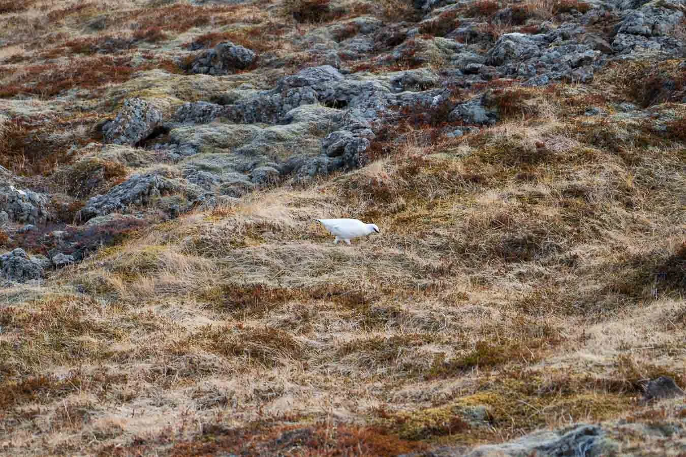  A  Ptarmigan  still wearing its winter plumage near the  Fagradalsfjall  volcano eruption site. 