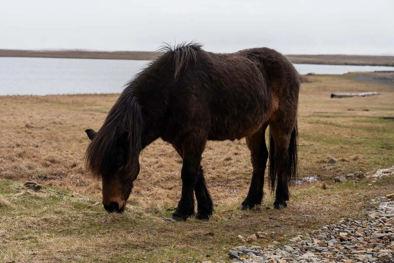icelandic-horse-grazing-stokksnes.jpg