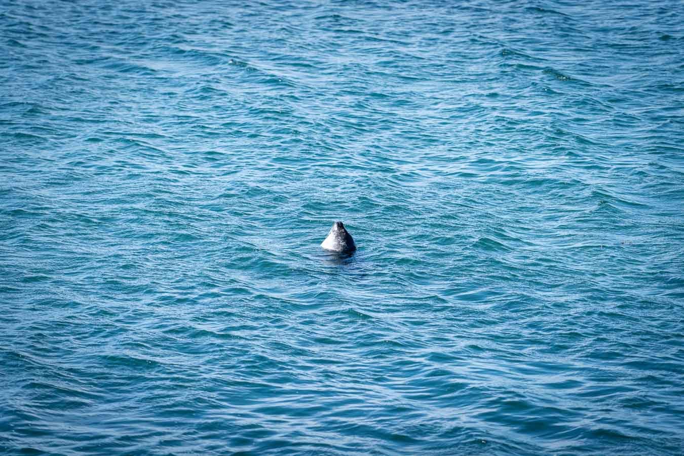  A curious seal pops its head above the water. 