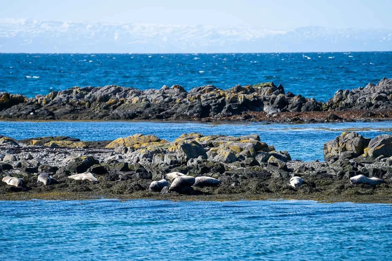  A group of seals basking on the rocky shore at  Illugastaðir , a prime spot along  Road 711  for observing these marine mammals in their natural habitat. 