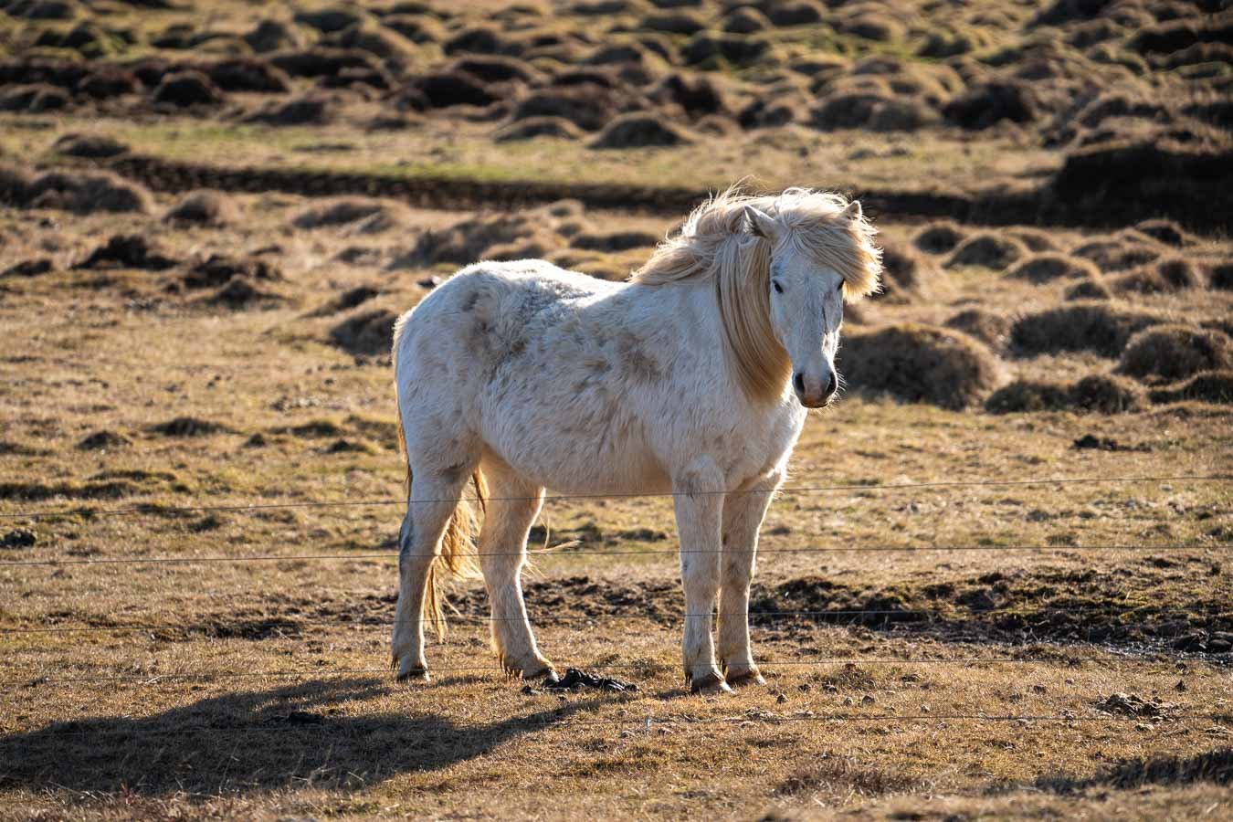 icelandic-horse-snaefellsnes-peninsula-road-iceland.jpg