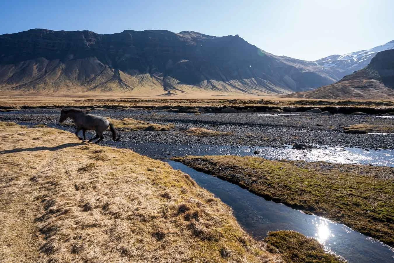 icelandic-horse-by-stream-grundarfoss-snaefellsnes-iceland.jpg