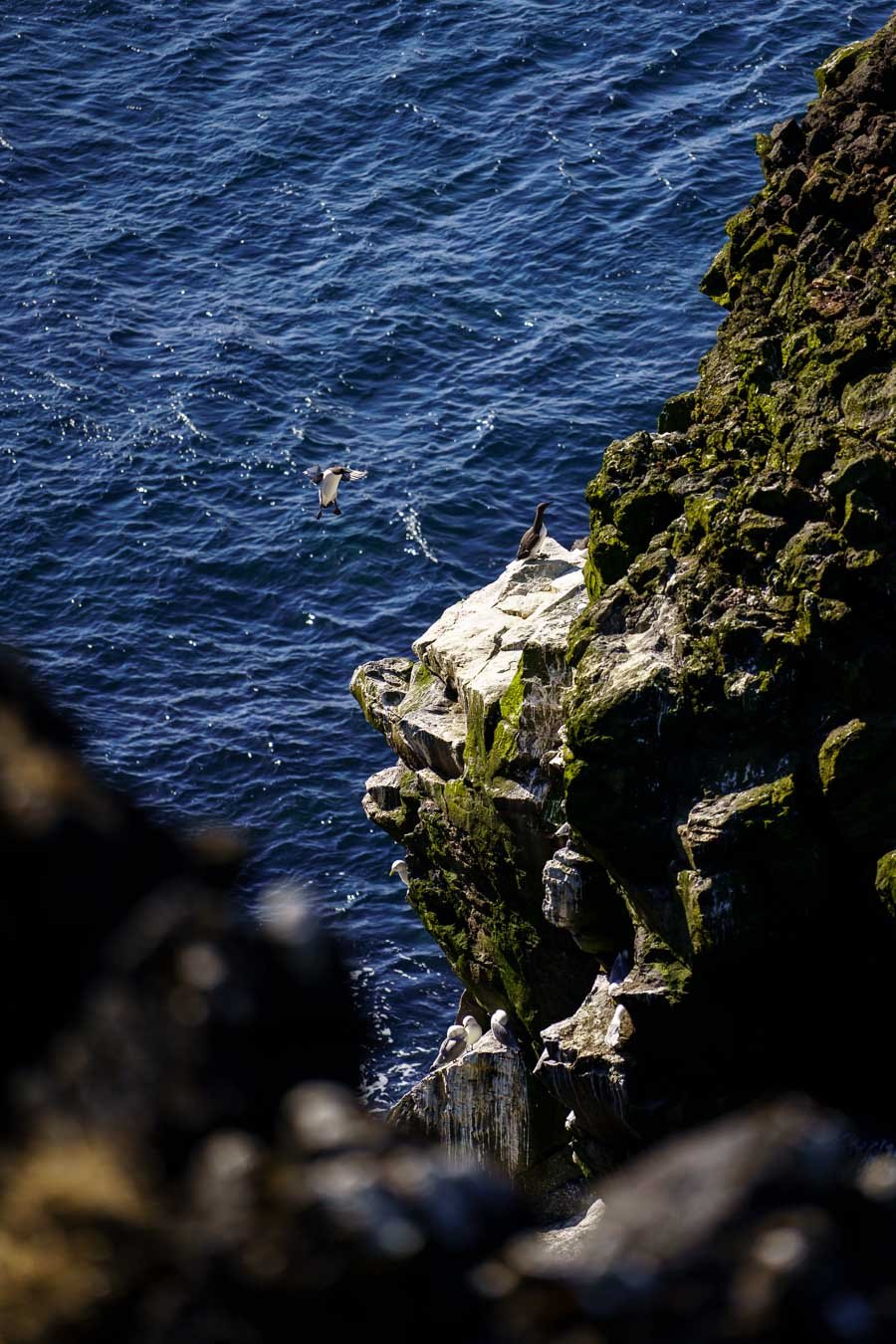  The  Svörtuloft  cliffs are home to diverse seabird species, including guillemots and kittiwakes. 