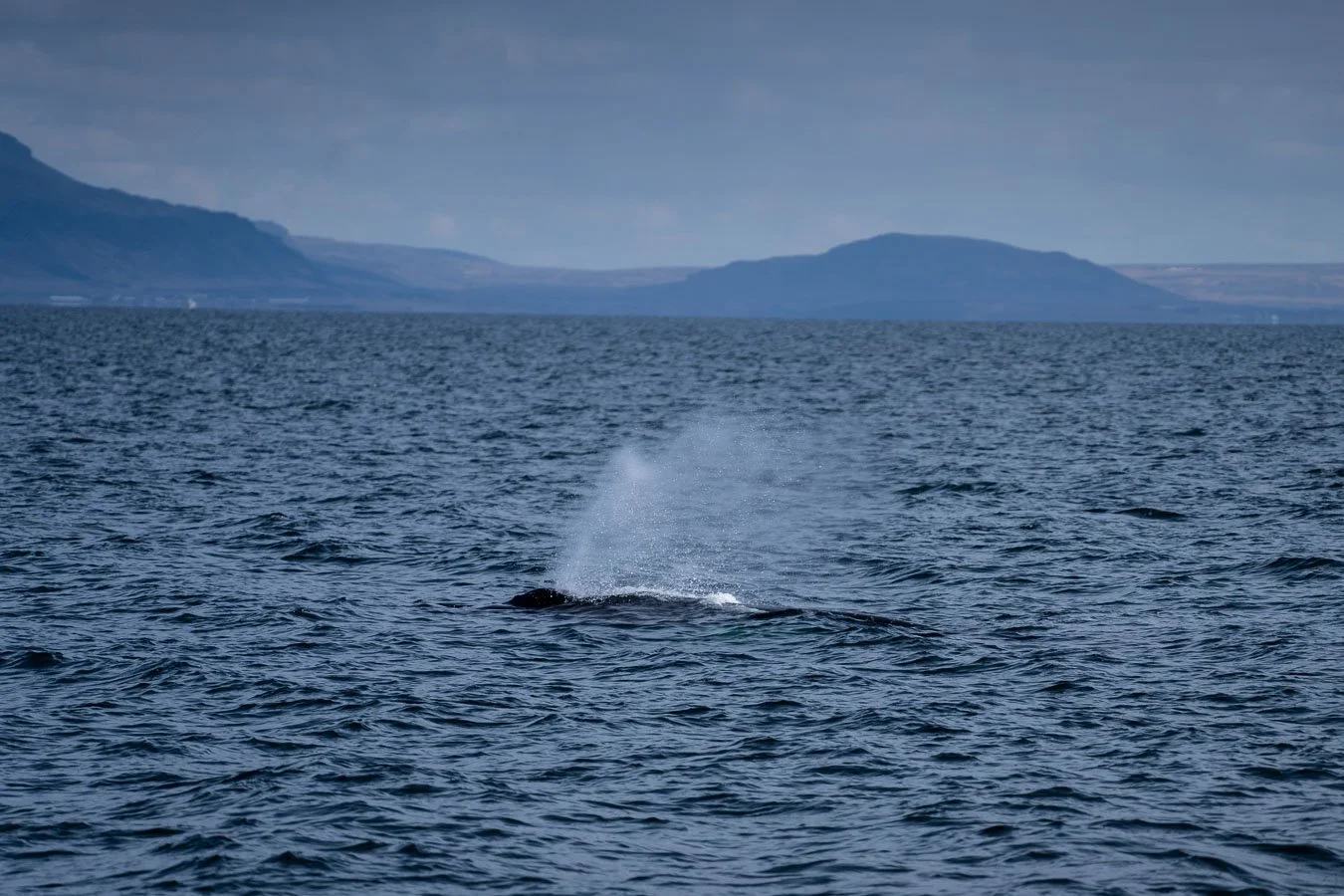 humpback-whale-spout-near-reykjavik-iceland.jpg