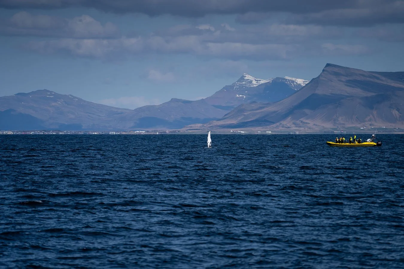 humpback-whale-fluke-tour-iceland.jpg