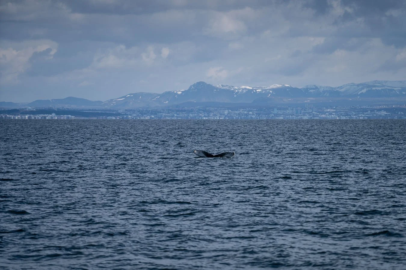  The  Reykjavík  coastline provides a stunning backdrop. 