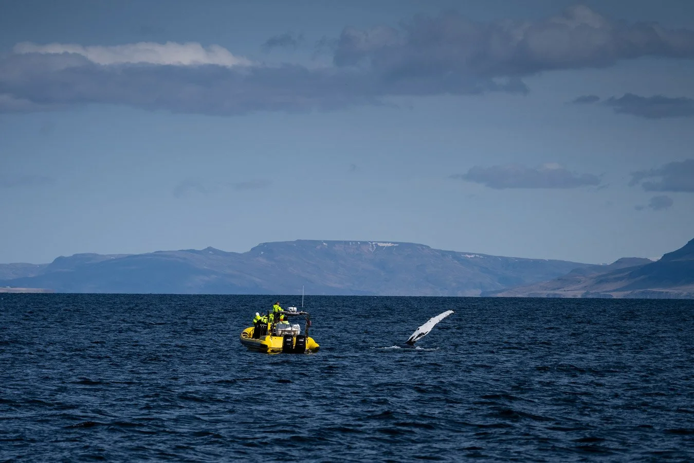 whale-and-tour-boat-iceland.jpg