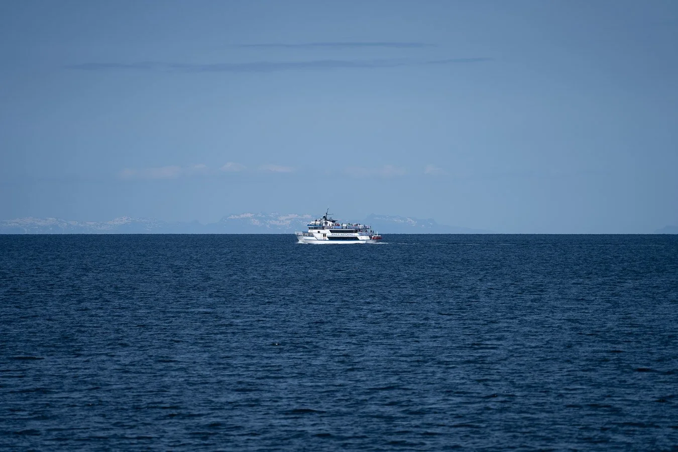  This is a classic larger whale-watching boat, offering more comfort and stability for passengers. 