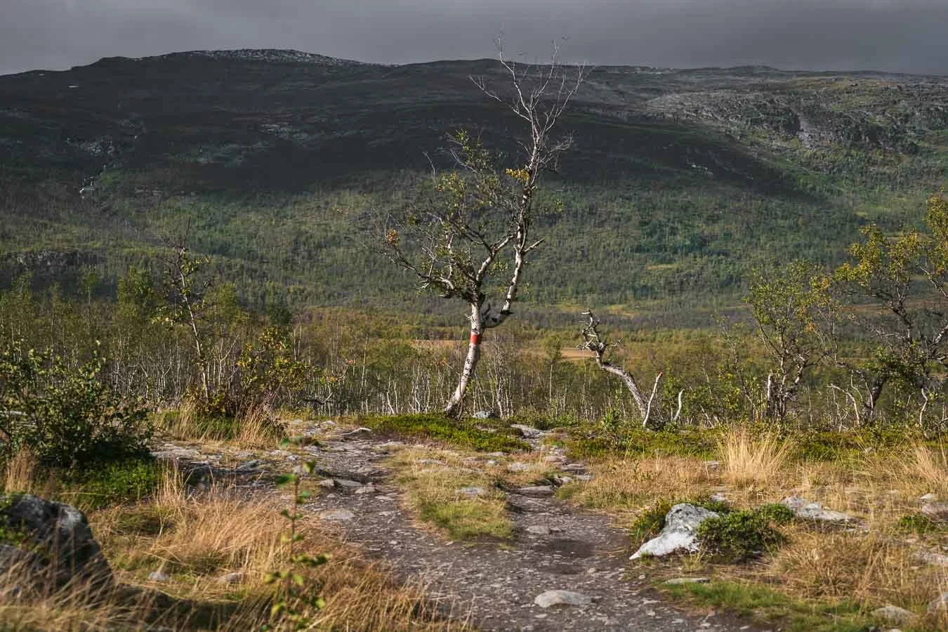 mountain-birch-tree-abisko-national-park-lapland-sweden.jpg