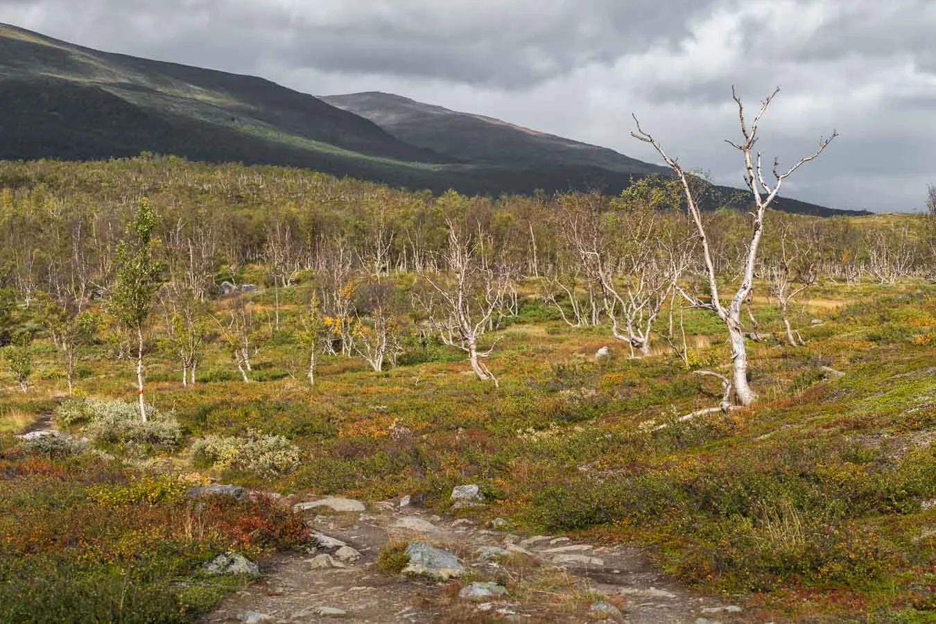 mountain-birch-tree-abisko-national-park-lapland-sweden-2.jpg